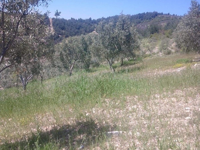 UTKU GAYRİMENKULDEN AKHİSAR DURASIL MAH SATILIK 3100 M2 ZEYTİNLİK - Görsel 12