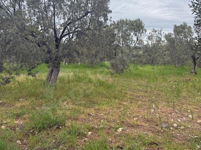 EZİNE GÖKÇEBAYIRDA ANAYOL ÜZERİNDE 490 M² ZEYTİNLİK - Görsel 30