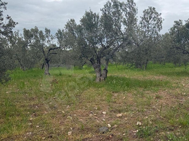 EZİNE GÖKÇEBAYIRDA ANAYOL ÜZERİNDE 490 M² ZEYTİNLİK - Görsel 27