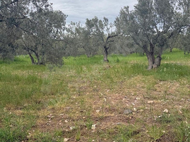 EZİNE GÖKÇEBAYIRDA ANAYOL ÜZERİNDE 490 M² ZEYTİNLİK - Görsel 28