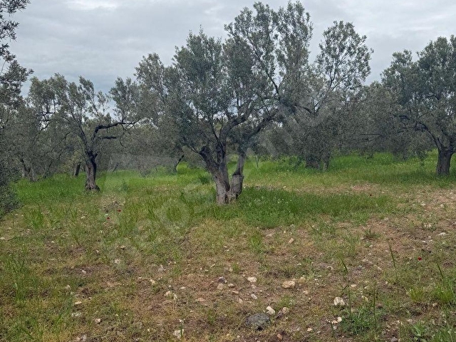 EZİNE GÖKÇEBAYIRDA ANAYOL ÜZERİNDE 490 M² ZEYTİNLİK - Görsel 26