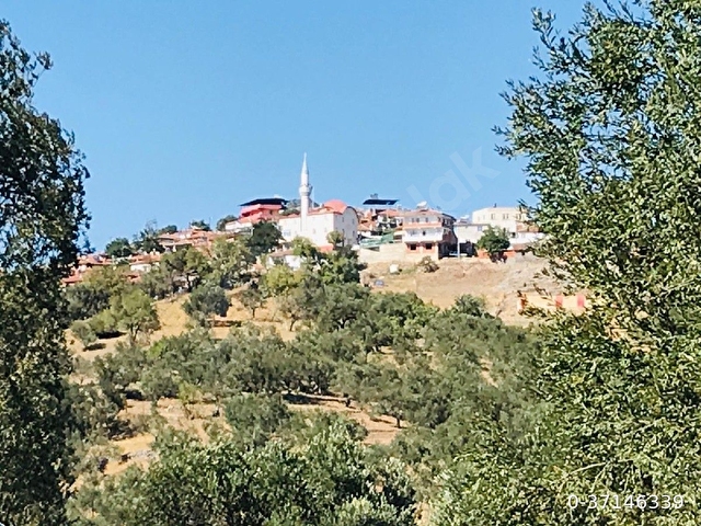 Sahibinden Havran Kalabak da Eko Turizm Bölgesinde Asfalt Yol Cepheli Yatırımlık Zeytinlik - Görsel 6