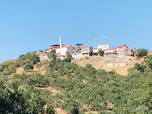 Sahibinden Havran Kalabak da Eko Turizm Bölgesinde Asfalt Yol Cepheli Yatırımlık Zeytinlik - Görsel 8