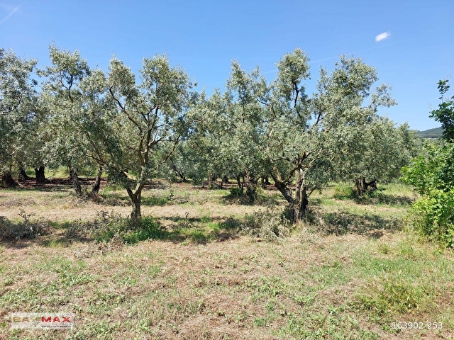 Bursa Orhangazi Yeniköyde 2768m2 Asfalt Cephe Zeytin Bahçesi - Görsel 16