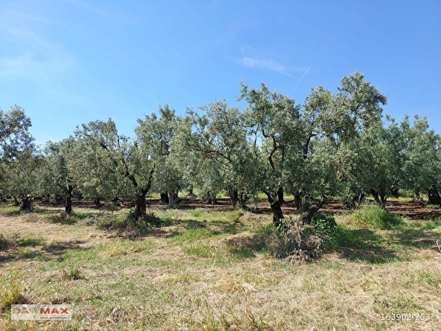 Bursa Orhangazi Yeniköyde 2768m2 Asfalt Cephe Zeytin Bahçesi - Görsel 10