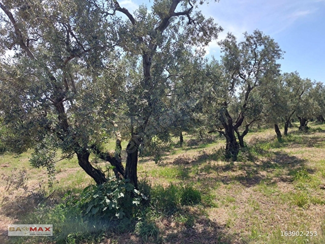 Bursa Orhangazi Yeniköyde 2768m2 Asfalt Cephe Zeytin Bahçesi - Görsel 11