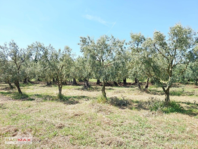 Bursa Orhangazi Yeniköyde 2768m2 Asfalt Cephe Zeytin Bahçesi - Görsel 20