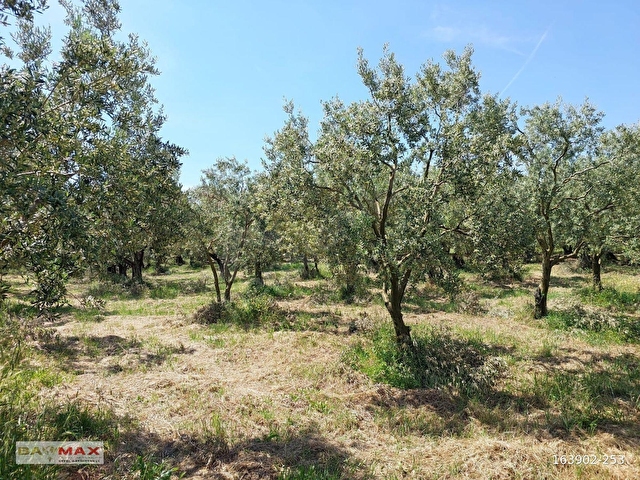 Bursa Orhangazi Yeniköyde 2768m2 Asfalt Cephe Zeytin Bahçesi - Görsel 21