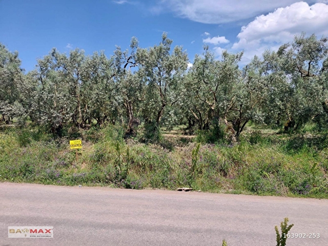 Bursa Orhangazi Yeniköyde 2768m2 Asfalt Cephe Zeytin Bahçesi - Görsel 7