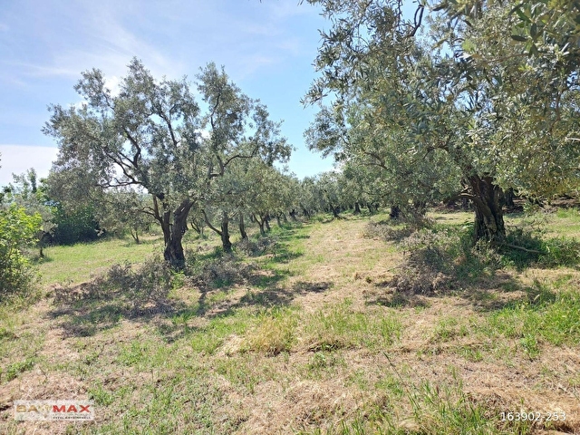Bursa Orhangazi Yeniköyde 2768m2 Asfalt Cephe Zeytin Bahçesi - Görsel 17