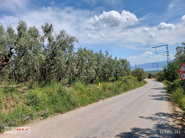 Bursa Orhangazi Yeniköyde 2768m2 Asfalt Cephe Zeytin Bahçesi - Görsel 19