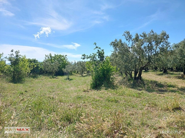 Bursa Orhangazi Yeniköyde 2768m2 Asfalt Cephe Zeytin Bahçesi - Görsel 12