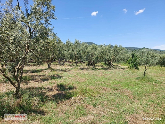 Bursa Orhangazi Yeniköyde 2768m2 Asfalt Cephe Zeytin Bahçesi - Görsel 22