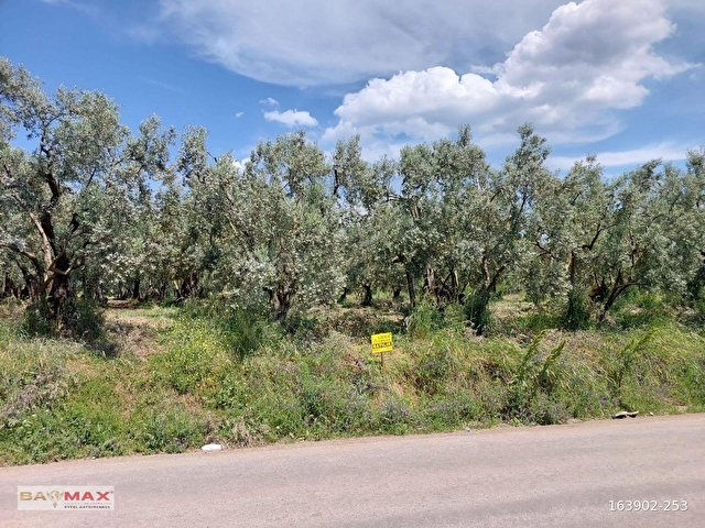 Bursa Orhangazi Yeniköyde 2768m2 Asfalt Cephe Zeytin Bahçesi
