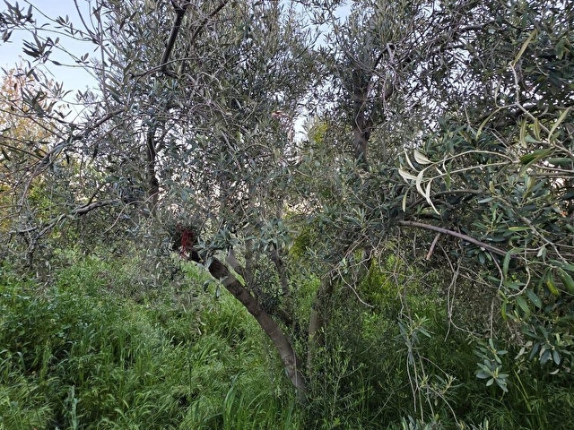 ÇANAKKALE KUMKALEDE SATILIK AVLULU KERPİÇ EVLİ 1500 M2 ARSA - Görsel 23