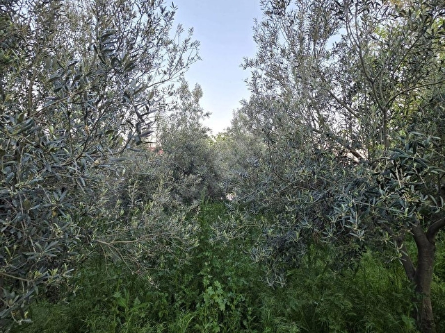 ÇANAKKALE KUMKALEDE SATILIK AVLULU KERPİÇ EVLİ 1500 M2 ARSA - Görsel 27