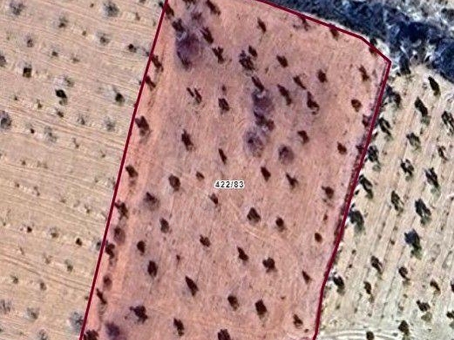 ? ULUYATIR’DA SATILIK ZEYTİN & FISTIK ARAZİSİ | 6.215 m² | TEK TAPU – TEK PARSEL ?