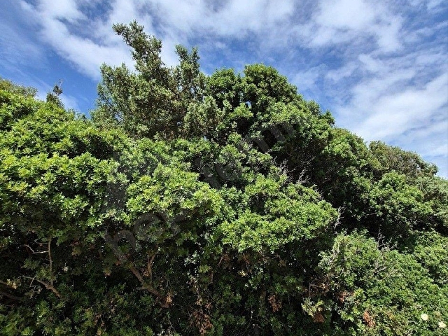ÇEŞME ÇİFTLİK  KAZANDIRAN YATIRIM