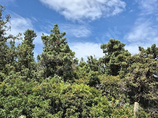 ÇEŞME ÇİFTLİK  KAZANDIRAN YATIRIM - Görsel 4
