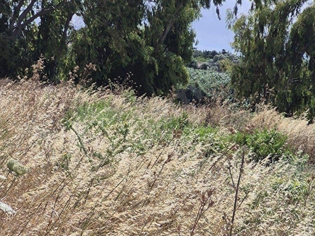 ÇEŞME ÇİFTLİK  KAZANDIRAN YATIRIM - Görsel 15