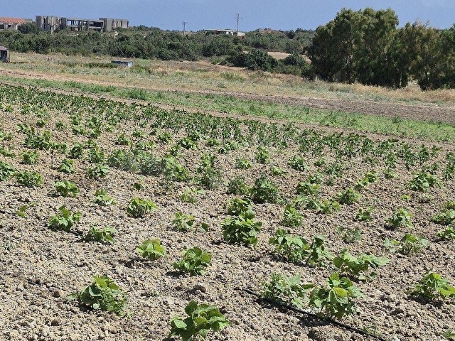ÇEŞME ÇİFTLİK  KAZANDIRAN YATIRIM - Görsel 25