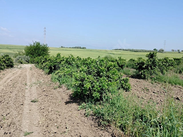 KOZAN GAYRİMENKULDEN ORGANİZE SANAYİ KARŞISINDA PORTAKAL BAHÇESİ - Görsel 30