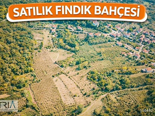 BARTIN KIZIL ELMA KÖY MERKEZİNE YAKIN SATILIK FINDIK BAHÇESİ - Görsel 2
