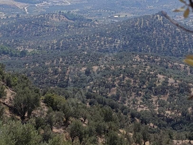 İZMİR DE  SATILIK 23 DÖNÜM VE 800 AĞAÇ ZEYTİNLİ TARLA SON FİYAT - Görsel 17