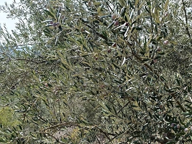 İZMİR DE  SATILIK 23 DÖNÜM VE 800 AĞAÇ ZEYTİNLİ TARLA SON FİYAT - Görsel 13