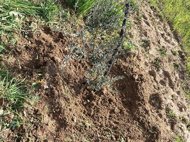 SAHIBINDEN ZEYTİN AŞILI TARLA - Görsel 12