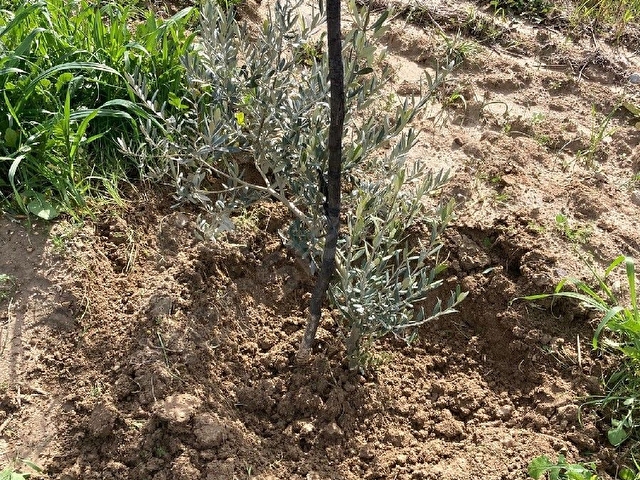 SAHIBINDEN ZEYTİN AŞILI TARLA - Görsel 17