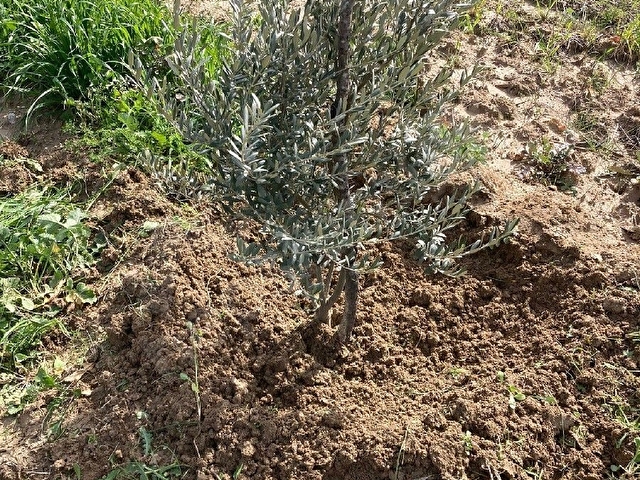 SAHIBINDEN ZEYTİN AŞILI TARLA - Görsel 18