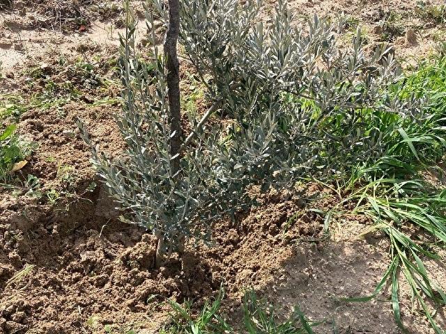 SAHIBINDEN ZEYTİN AŞILI TARLA - Görsel 20