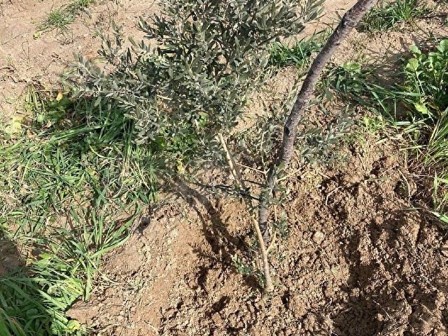 SAHIBINDEN ZEYTİN AŞILI TARLA - Görsel 24
