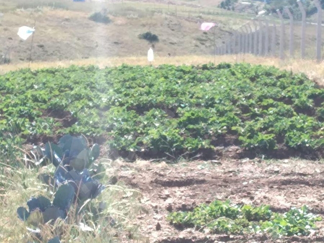 SULUKARAAĞAÇ MAHALLESİNDE YOLA CEPHELİ 5200 M2 MÜSTAKİL TAPULU SATILIK TARLA - Görsel 4