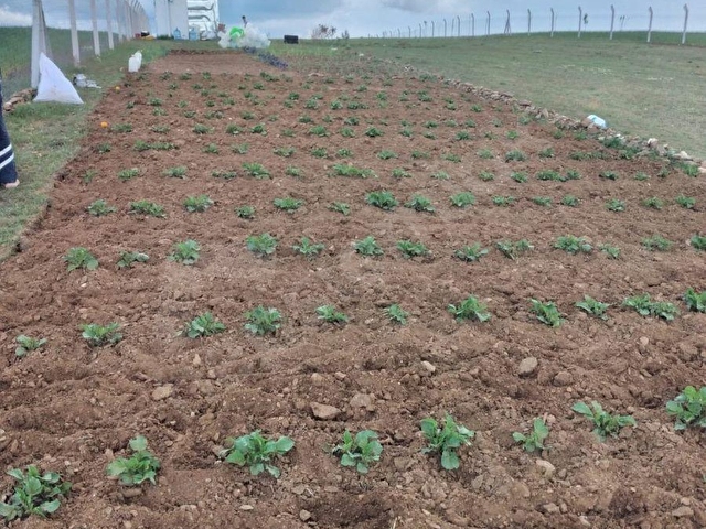 SULUKARAAĞAÇ MAHALLESİNDE YOLA CEPHELİ 5200 M2 MÜSTAKİL TAPULU SATILIK TARLA - Görsel 12