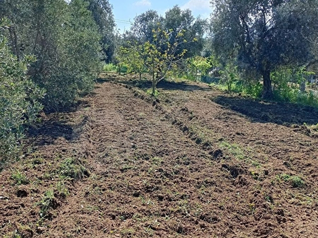İZMİR KEMALPAŞA ARMUTLUDA ÇOK İYİ KONUMDA DÜZLÜKTE ZEYTİNLİ BAĞ - Görsel 5