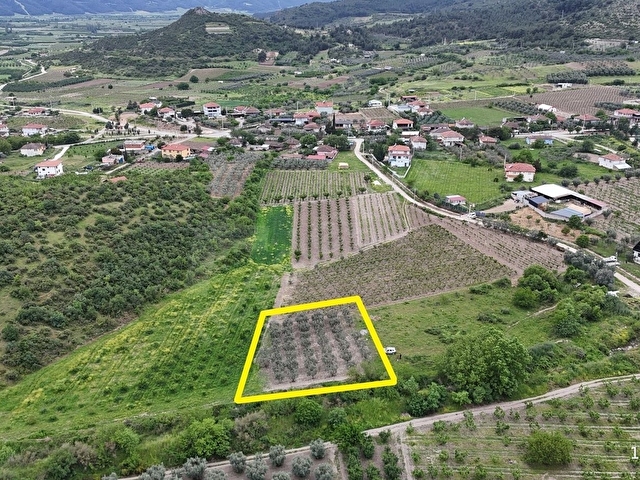 D-650 KARAYOLUNA 400 METRE İMARIN TAM SINIRINDA ZEYTİN BAHÇESİ - Görsel 7