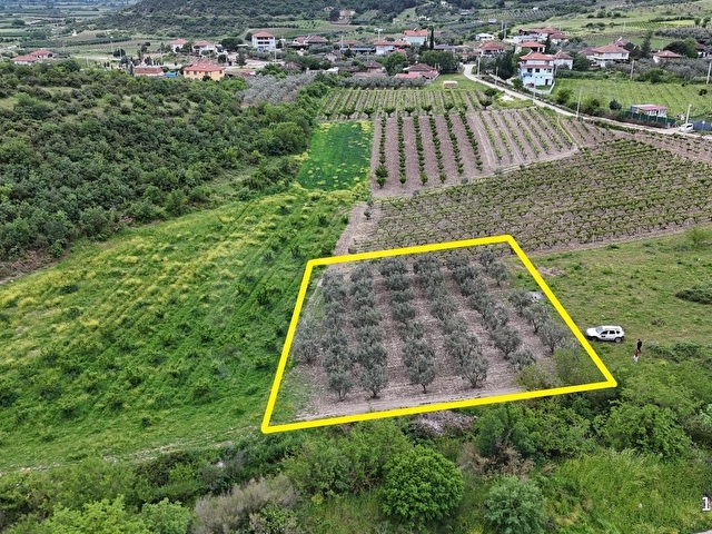 D-650 KARAYOLUNA 400 METRE İMARIN TAM SINIRINDA ZEYTİN BAHÇESİ - Görsel 10