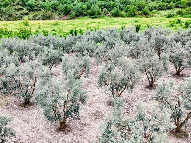 D-650 KARAYOLUNA 400 METRE İMARIN TAM SINIRINDA ZEYTİN BAHÇESİ - Görsel 15