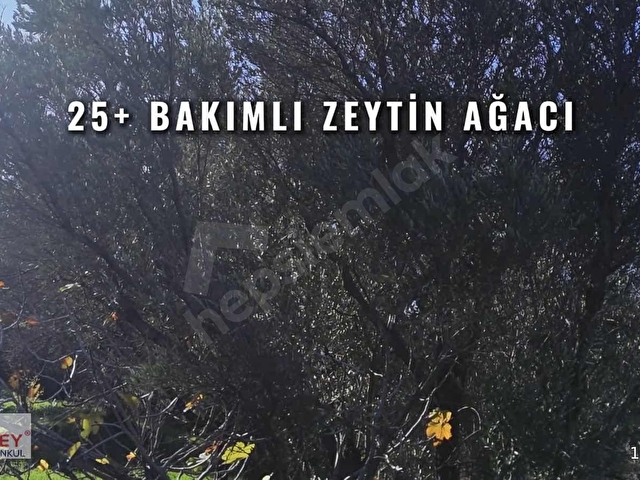 Inecik köyünde 2.200 m2 zeytin ağaçlı tarla - Görsel 23