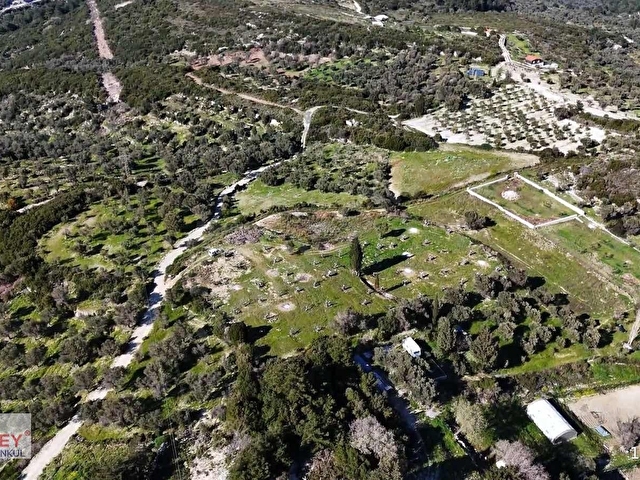 Inecik köyünde 2.200 m2 zeytin ağaçlı tarla - Görsel 2