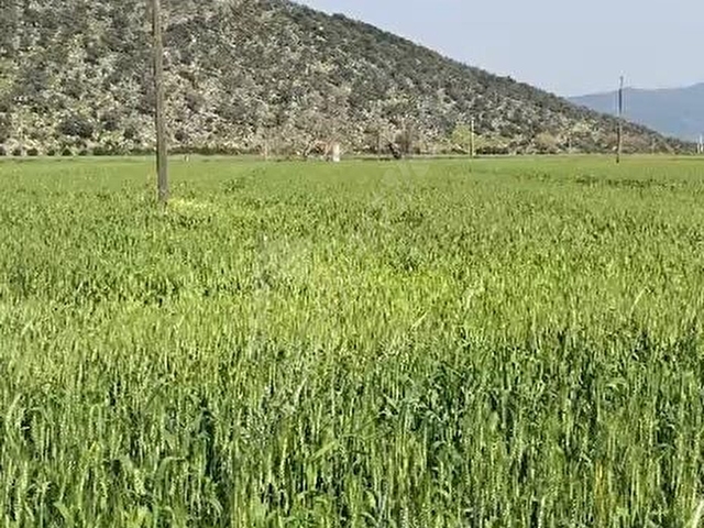 SAHiBiNDEN SATıLıK TARLA ARAZi - Görsel 4