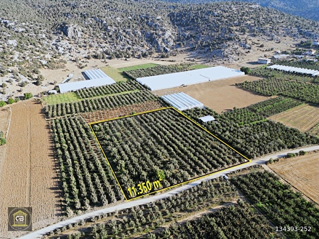 ELMALI ZÜMRÜTOVA MAH. 5.680 m² BAKIMLI ELMA BAHÇESİ SATILIKTIR - Görsel 16
