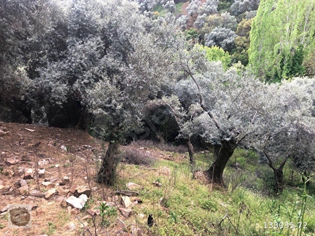 İzmir Bayındır satılık zeytinlik - Görsel 6