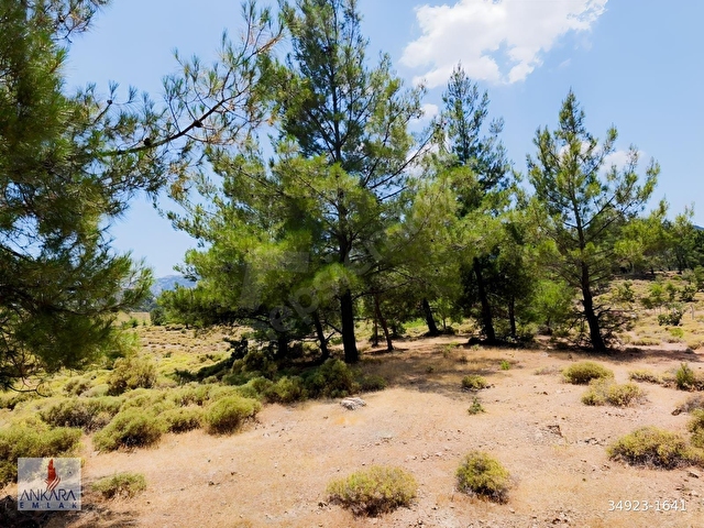 Marmaris Osmaniye de Yol kenarı İmarlı 7800 m2 Arsa - Görsel 2