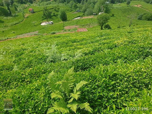 Rize Kalkandere Çağlayan köyü(Nizamın dağı)ında satılık çay bahçesi - Görsel 2