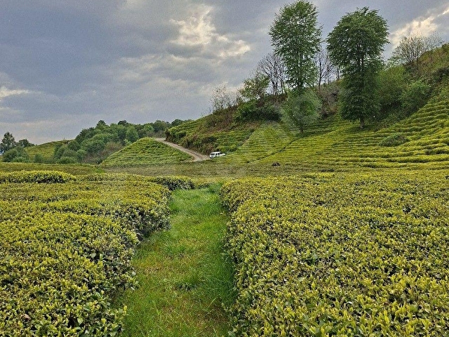 Rize Kalkandere Çağlayan köyü(Nizamın dağı)ında satılık çay bahçesi - Görsel 9