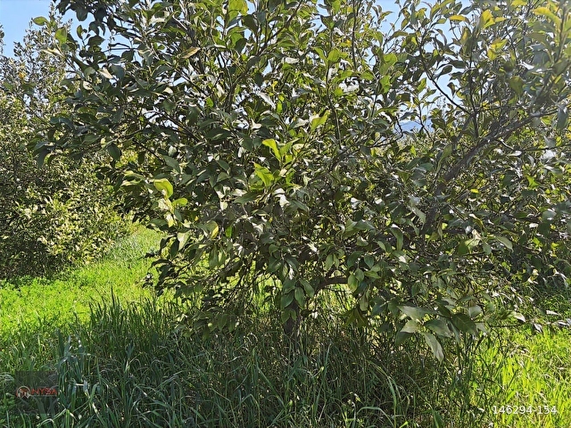 NYSA EMLAKTAN SATILIK 477 M2 SATILIK HİSSELİ TARLA - Görsel 7