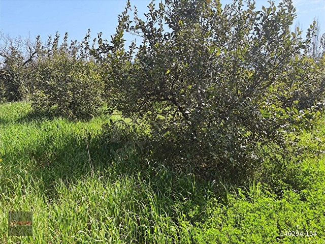 NYSA EMLAKTAN SATILIK 477 M2 SATILIK HİSSELİ TARLA - Görsel 11